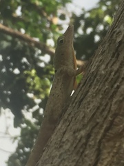 Anolis stratulus
