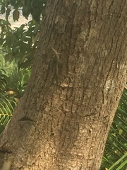 Anolis stratulus