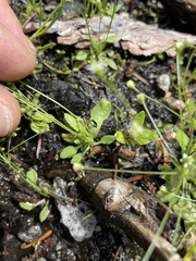 Androsace filiformis