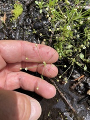 Androsace filiformis