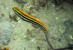 Petroscirtes fallax