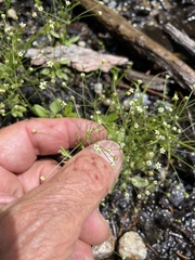 Androsace filiformis