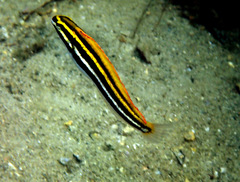 Petroscirtes fallax