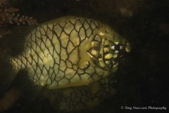 Cleidopus gloriamaris