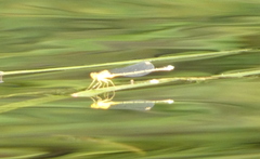 Enallagma vesperum