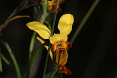 Diuris brumalis