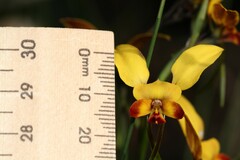 Diuris brumalis