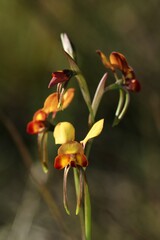 Diuris brumalis