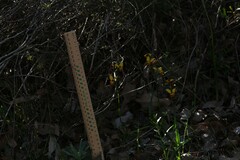 Diuris brumalis