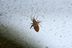 Phytocoris varipes