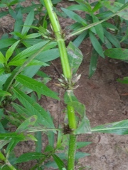 Hygrophila lacustris