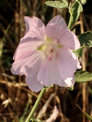 Malva thuringiaca