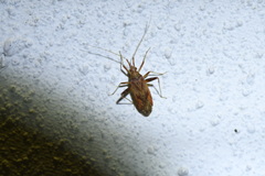 Phytocoris varipes