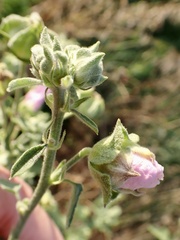Malva thuringiaca