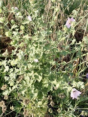 Malva thuringiaca