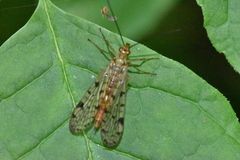 Panorpa nebulosa