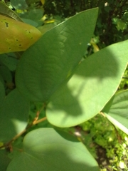 Bauhinia ungulata