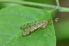 Panorpa nebulosa