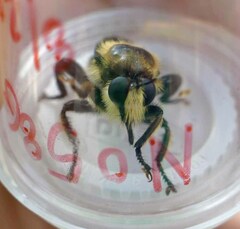Laphria apila
