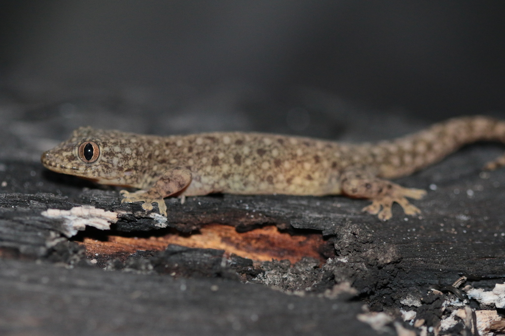 Kanchanaburi Four-Clawed Gecko