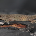 Kanchanaburi Four-clawed Gecko - Photo (c) tristanv, some rights reserved (CC BY-NC)