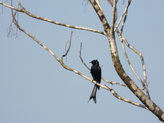 Dicrurus macrocercus