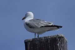 Larus argentatus