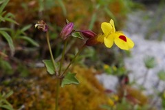 Erythranthe laciniata