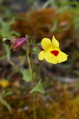 Erythranthe laciniata