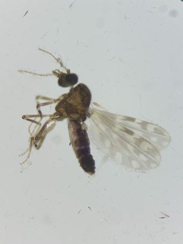 Culicoides stellifer