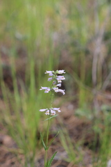 Penstemon gracilis