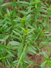 Hygrophila lacustris