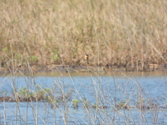 Saxicola stejnegeri