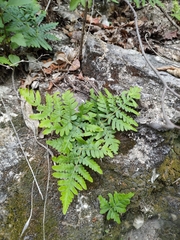 Cheiloplecton rigidum