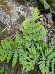 Cheiloplecton rigidum