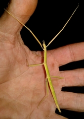 Clonopsis gallica