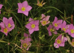 Sabatia campestris