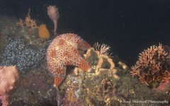 Asterodiscides truncatus