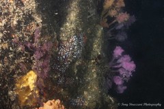 Pyura spinifera