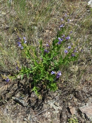 Penstemon venustus