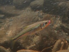 Notropis rubricroceus