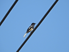 Copsychus saularis