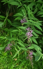 Buddleja japonica
