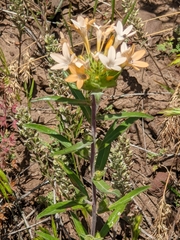Collomia grandiflora