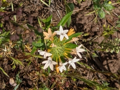 Collomia grandiflora