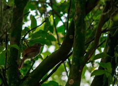 Thamnophilus multistriatus