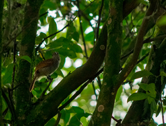 Thamnophilus multistriatus