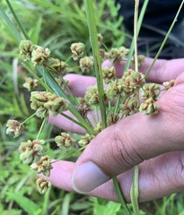 Cyperus pseudovegetus