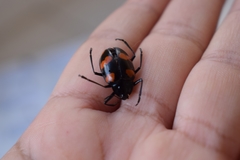 Scaphidomorphus bosci