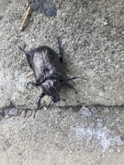 Osmoderma scabra